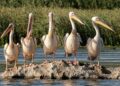 Romania races to divert Danube water as Hungary’s Paks runs on last turbine – Reuters