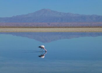 The ‘Flamingo Revolution’ gives wings to Albania’s youth – Le Monde.fr