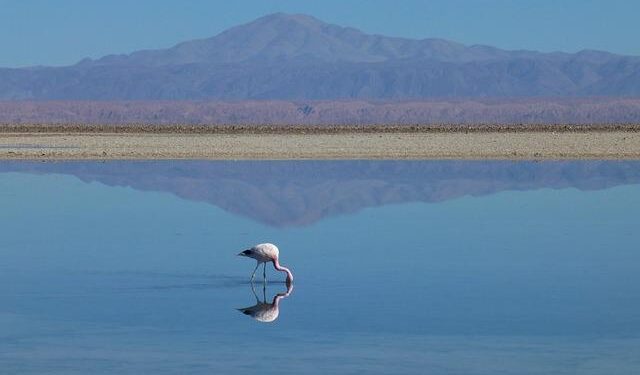 The ‘Flamingo Revolution’ gives wings to Albania’s youth – Le Monde.fr