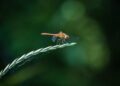 In Hungary, a wetland paradise lost – Financial Times