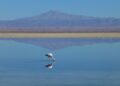 Making sense of the Flamingo Revolution in Albania – New Eastern Europe