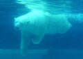 Polar Bear Sets Impressive New Diving Record – Oceanwide Expeditions
