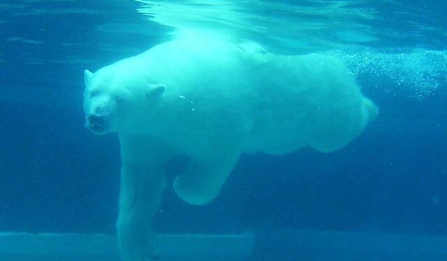 Polar Bear Sets Impressive New Diving Record – Oceanwide Expeditions