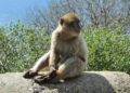 Geophagy in Gibraltar Barbary macaques is a primate tradition anthropogenically induced | Scientific Reports – Nature