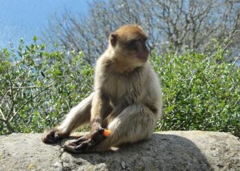 Geophagy in Gibraltar Barbary macaques is a primate tradition anthropogenically induced | Scientific Reports – Nature