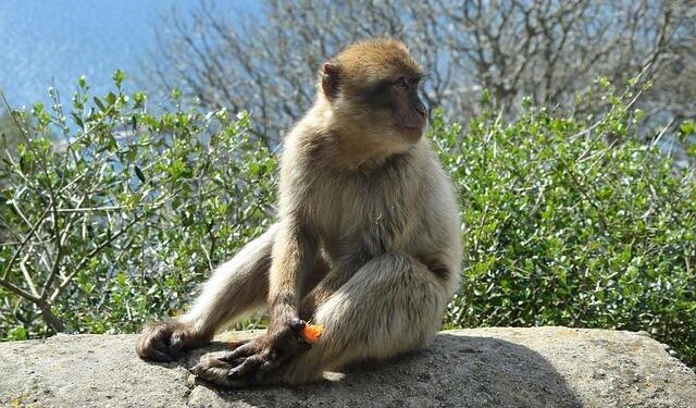 Geophagy in Gibraltar Barbary macaques is a primate tradition anthropogenically induced | Scientific Reports – Nature
