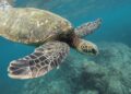 A Turtle Is Terrorizing Beachgoers In Croatia After Biting Five People During A Rampage With No End In Sight – BroBible