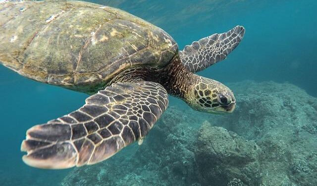 A Turtle Is Terrorizing Beachgoers In Croatia After Biting Five People During A Rampage With No End In Sight – BroBible