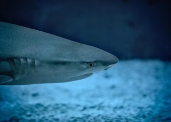 ‘We were all just in awe’: A stranding in Ireland sheds new light on the long, slow, ice-cold life of a deep-sea shark – BBC