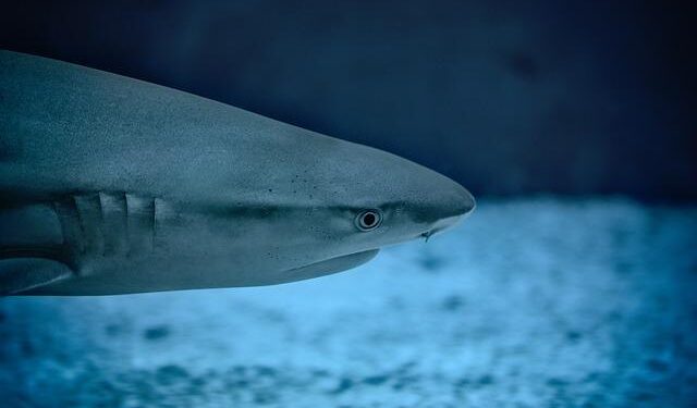‘We were all just in awe’: A stranding in Ireland sheds new light on the long, slow, ice-cold life of a deep-sea shark – BBC