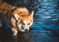 Corgi race delivers maximum cuteness, minimum ground clearance – USA Today