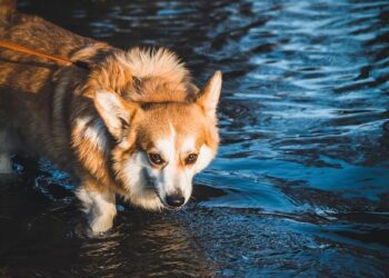 Corgi race delivers maximum cuteness, minimum ground clearance – USA Today