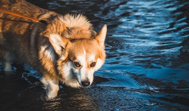 Corgi race delivers maximum cuteness, minimum ground clearance – USA Today