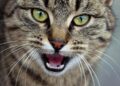 Viral Claim vs Reality: Is Leaving A Cat Alone All Day Illegal In Sweden? – Yahoo