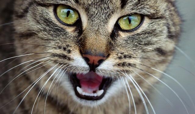 Viral Claim vs Reality: Is Leaving A Cat Alone All Day Illegal In Sweden? – Yahoo