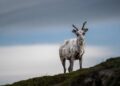 Why Norway and Finland Should Preserve Two of Europe’s Most Important Security Arrangements – War on the Rocks