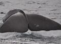 “Reyðarjárn” from fin whales – Iceland Monitor