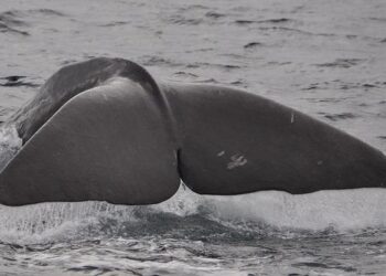 “Reyðarjárn” from fin whales – Iceland Monitor