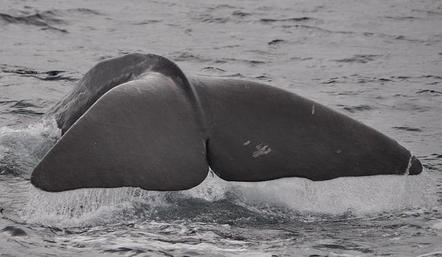 “Reyðarjárn” from fin whales – Iceland Monitor