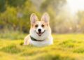 Video: Corgis sprint, bark and dress up on race day in Vilnius, Lithuania – The Globe and Mail