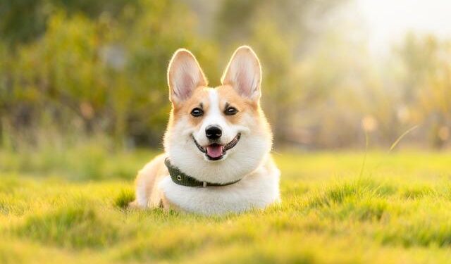 Video: Corgis sprint, bark and dress up on race day in Vilnius, Lithuania – The Globe and Mail