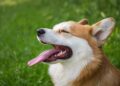 Lithuania hosts annual corgi race – wandtv.com