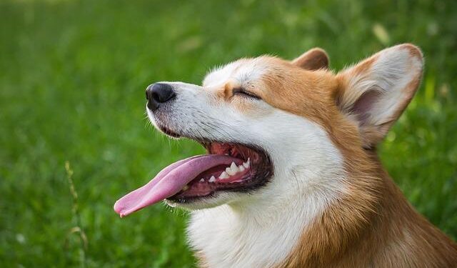 Lithuania hosts annual corgi race – wandtv.com
