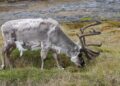 Svalbard and Jan Mayen Air Quality Index (AQI) and Air Pollution information – IQAir