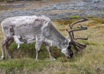 Svalbard and Jan Mayen Air Quality Index (AQI) and Air Pollution information – IQAir