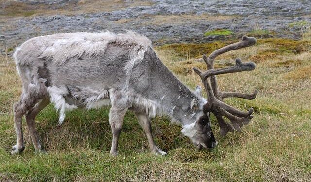 Svalbard and Jan Mayen Air Quality Index (AQI) and Air Pollution information – IQAir