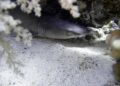 A busy year in Manx waters for sharks and jellyfish – Yahoo News Canada