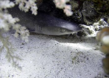 A busy year in Manx waters for sharks and jellyfish – Yahoo News Canada