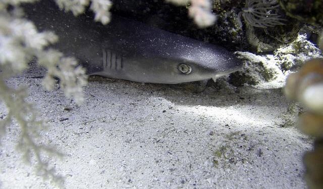 A busy year in Manx waters for sharks and jellyfish – Yahoo News Canada