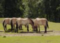 Celebrating Kazakhstan’s first wild-born Przewalski’s horse in 200 years – Fauna & Flora