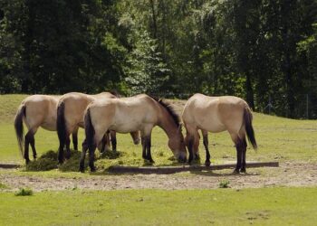 Celebrating Kazakhstan’s first wild-born Przewalski’s horse in 200 years – Fauna & Flora