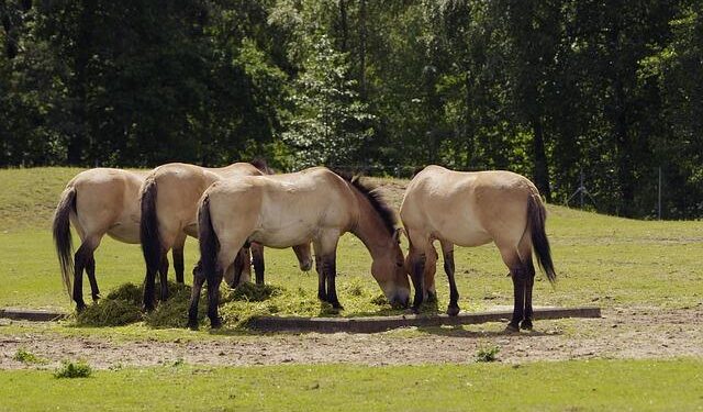 Celebrating Kazakhstan’s first wild-born Przewalski’s horse in 200 years – Fauna & Flora