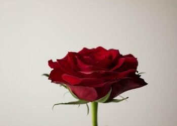 Brilant Milazimi to Represent Republic of Kosovo at 61st Venice Biennale – Artforum