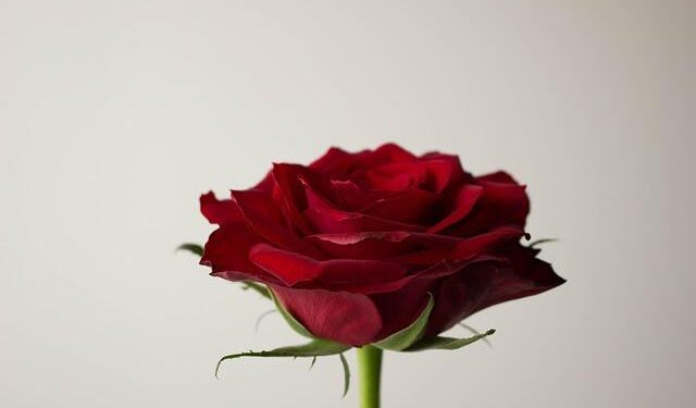 Brilant Milazimi to Represent Republic of Kosovo at 61st Venice Biennale – Artforum