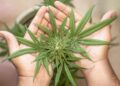 Plea Deals Reveal Logistics of Smuggling Macedonian Marijuana into Serbia – Balkan Insight