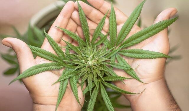 Plea Deals Reveal Logistics of Smuggling Macedonian Marijuana into Serbia – Balkan Insight
