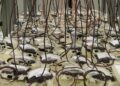 As Slovakia needs more blood donors, questions remain over who is allowed to give – The Slovak Spectator