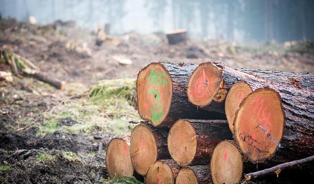 ‘We can’t water a forest’: Switzerland is testing a forestry method to protect against wildfires – Le Monde.fr