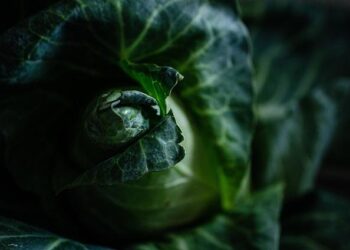 Europe’s hot summer stunts Austrian crops, prompts rush to slaughterhouse – Reuters