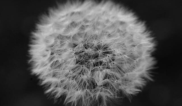 Donegan. Obituary (2026) – Isle of Man, Isle of Man – Isle of Man Today – Legacy obituary
