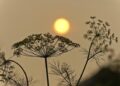 Large Wildfire Erupts Near Vlore, Authorities Say No Immediate Threat to Homes – Albanian Daily News