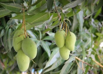 Mangoes Sold At Walmart In Tri State Area Recalled Over Possible Salmonella Contamination – News12 | New Jersey