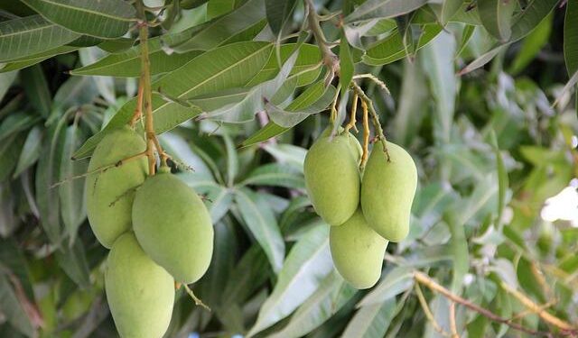 Mangoes Sold At Walmart In Tri State Area Recalled Over Possible Salmonella Contamination – News12 | New Jersey