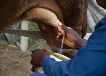 Dairy farmers face challenges after big storm in Latvia / Article – LSM