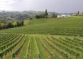 Austria Wine Month in National Landing – DC News Now