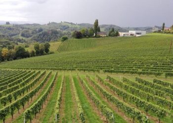 Austria Wine Month in National Landing – DC News Now